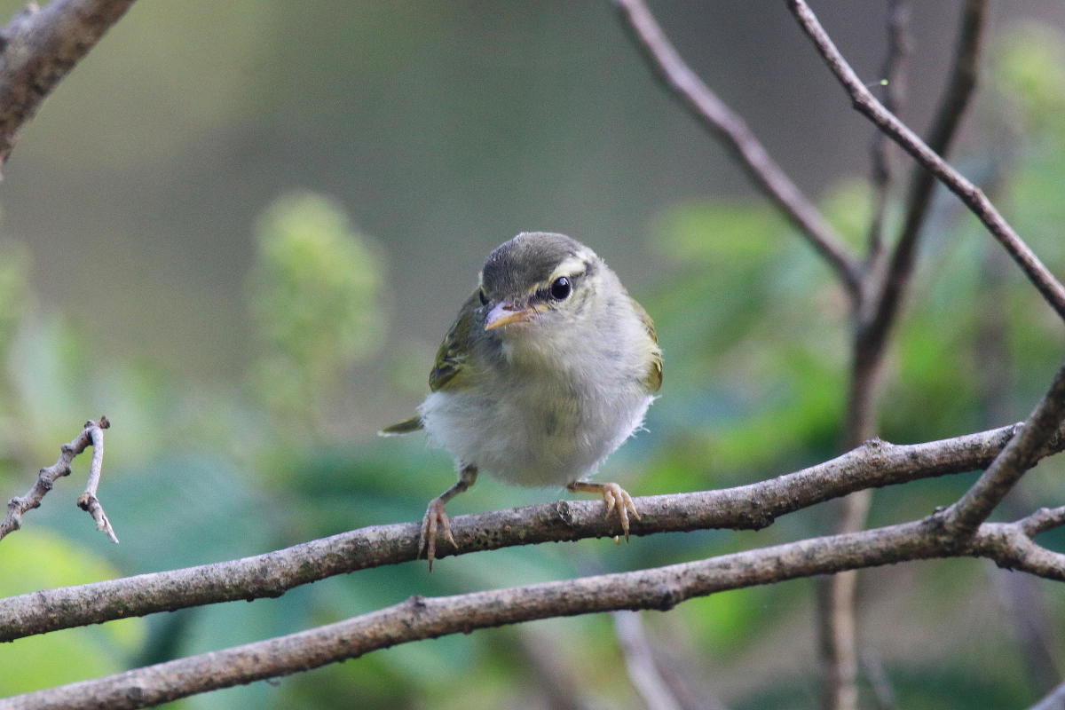 野鳥の巣立ちの季節