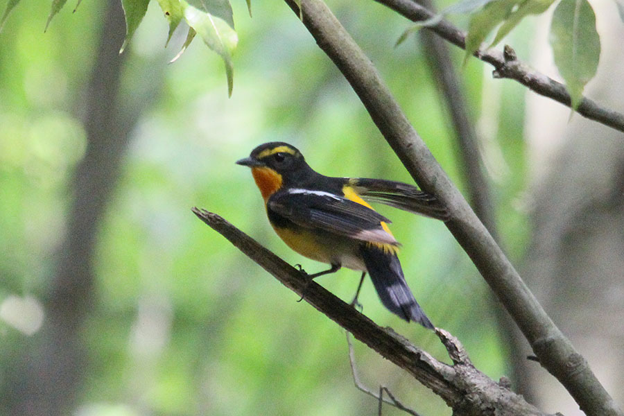 人とみどりと野鳥のつどい♪