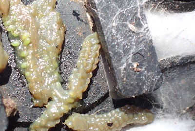 越冬昆虫大発見