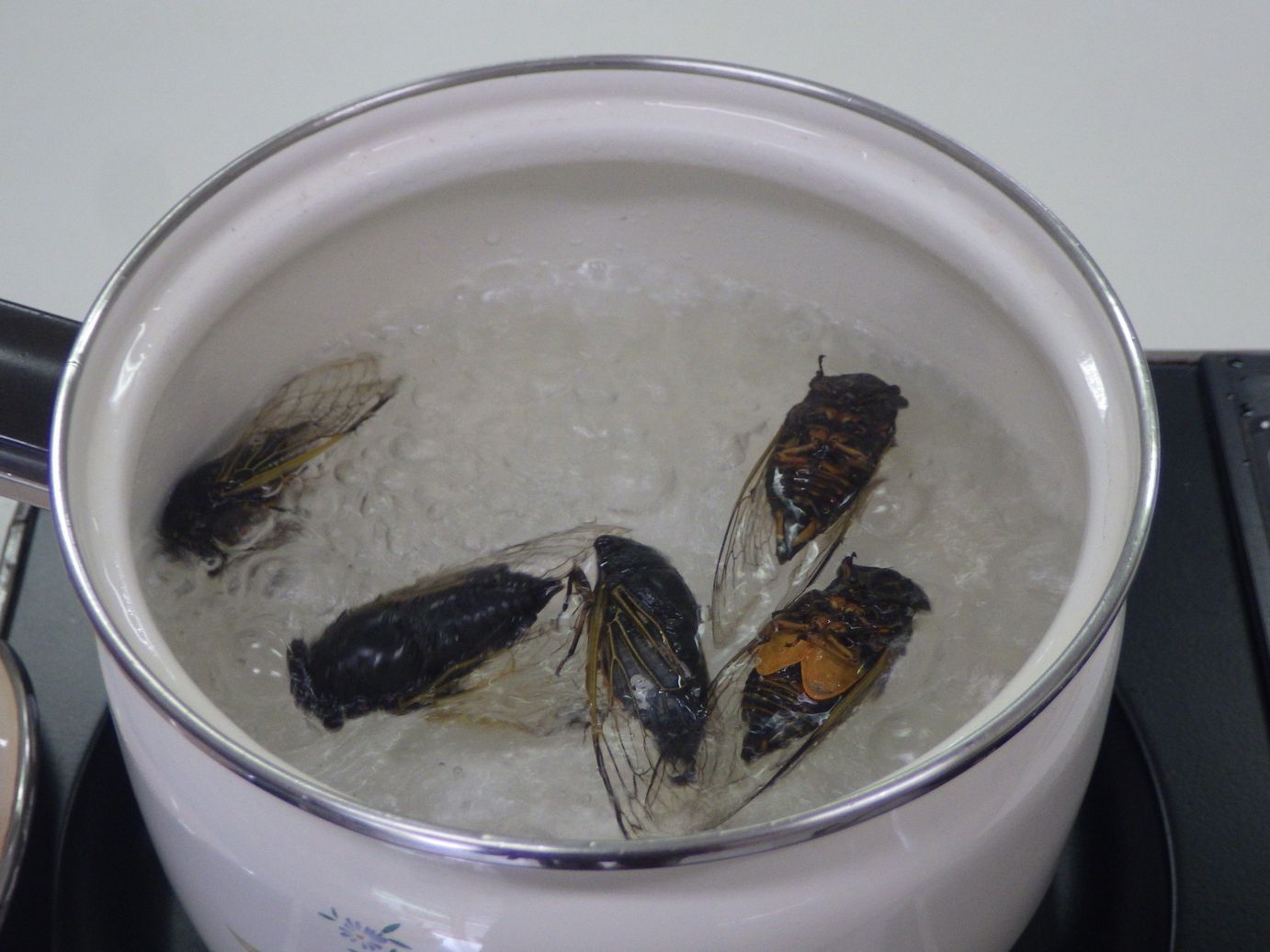 昆虫食、みんなで食べれば怖くない（セミ編）