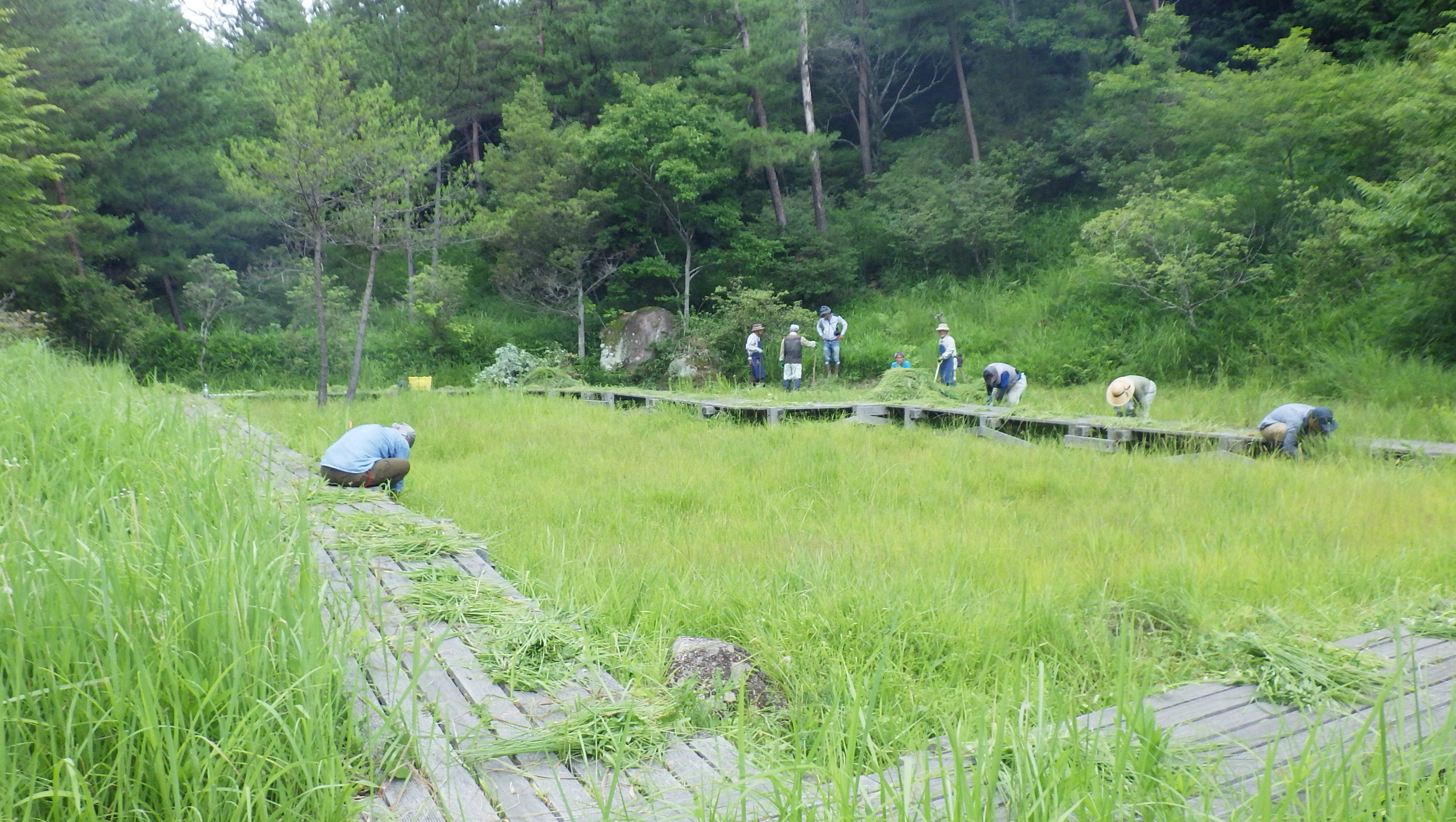 2022年度湿原の草取りpart1