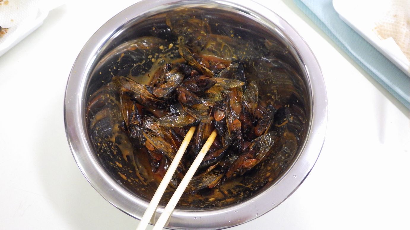 昆虫食、みんなで食べれば怖くない（セミ編）