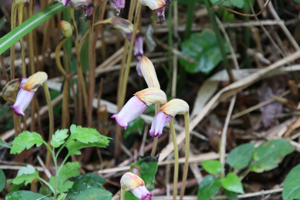 秋の花の彩り