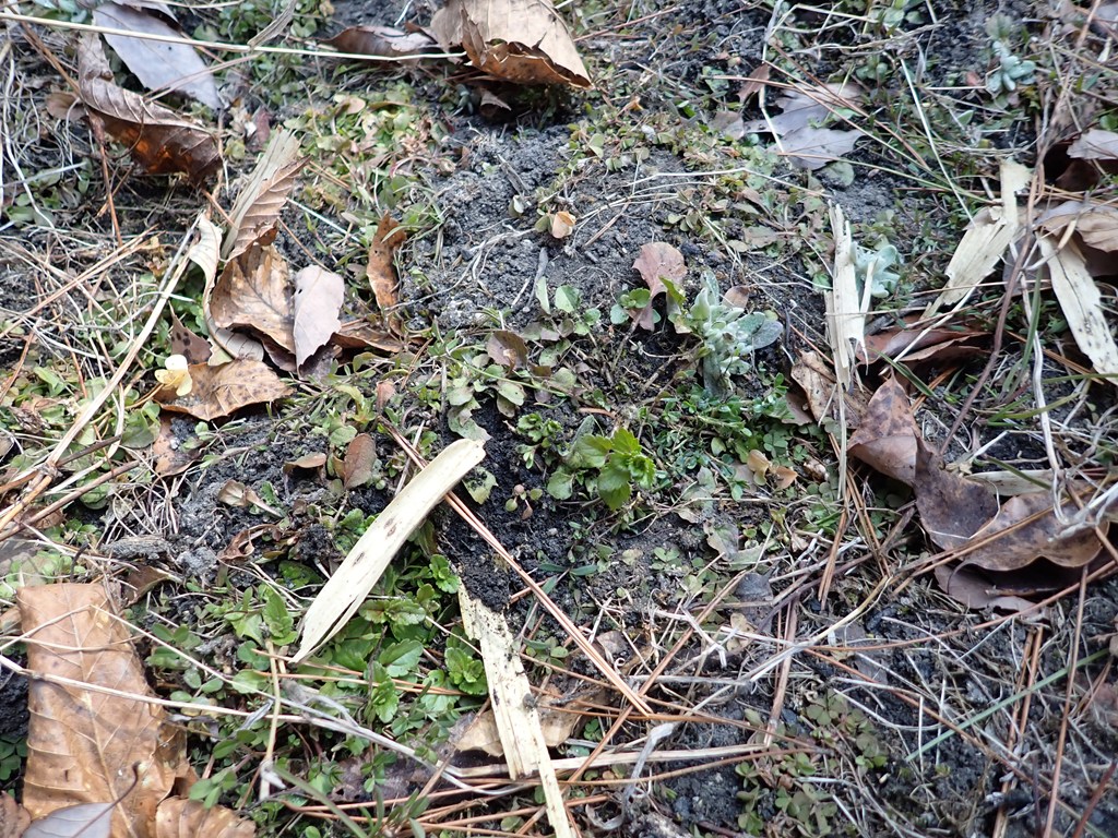 「春の七草」観察＆七草がゆ試食