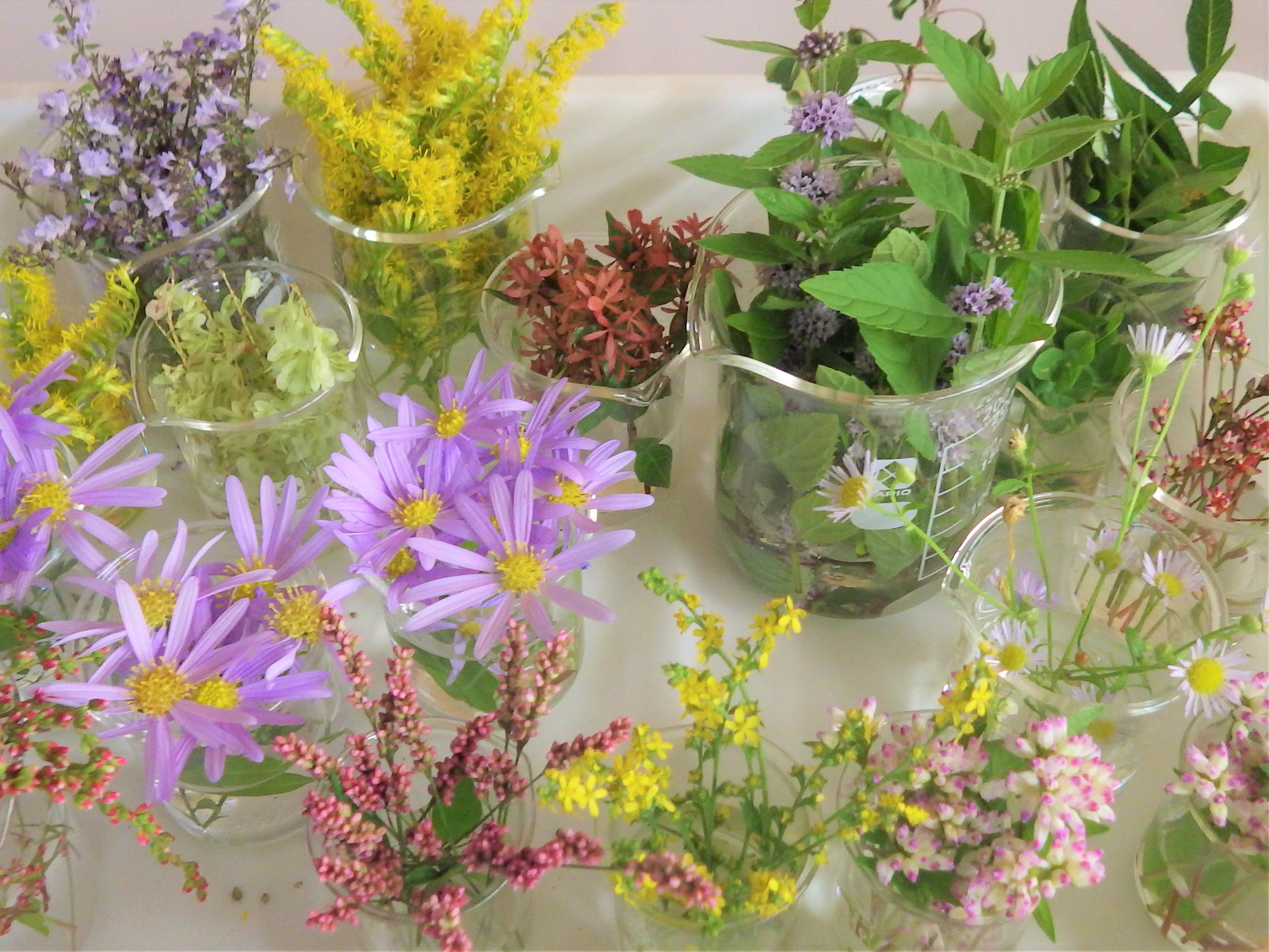 野草のコースター作り