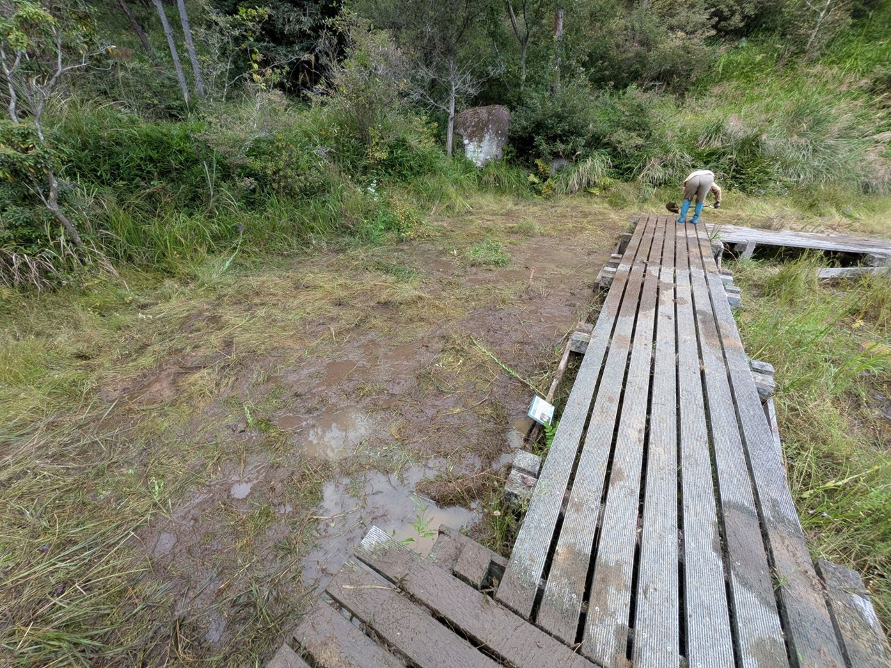 湿原の草取りを行いました！