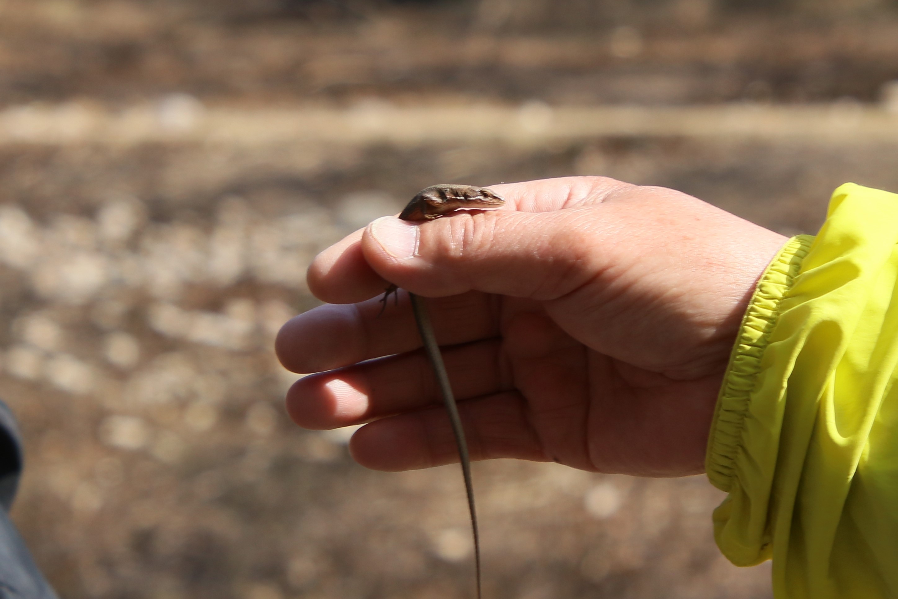 観察イベント「フィールドサインを探せ」