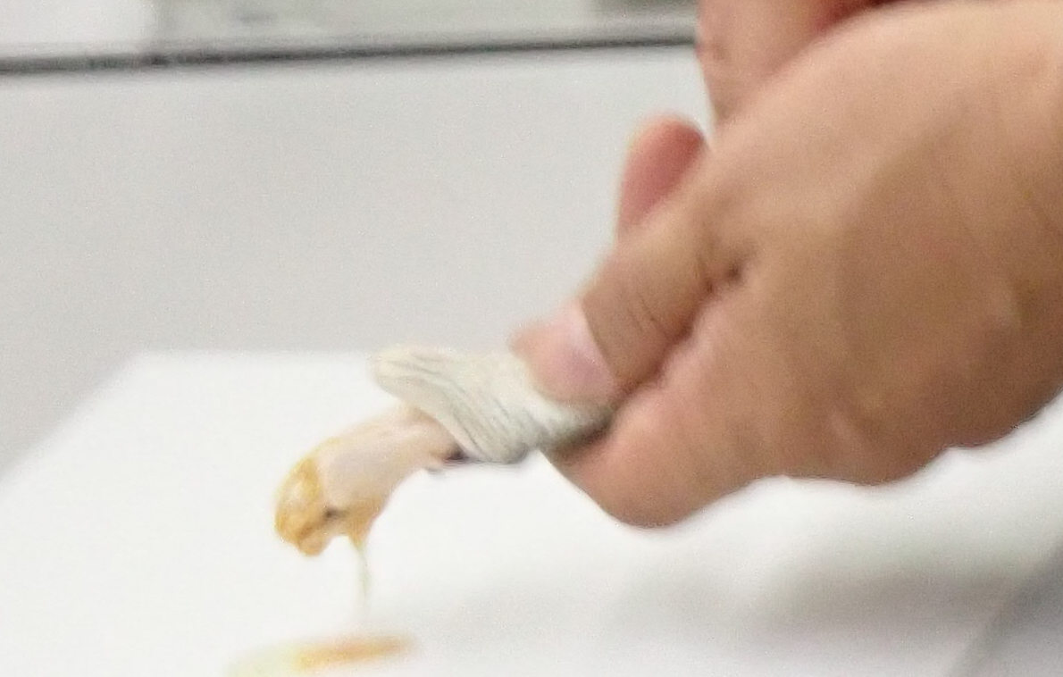 ヘビ使いに弟子入り