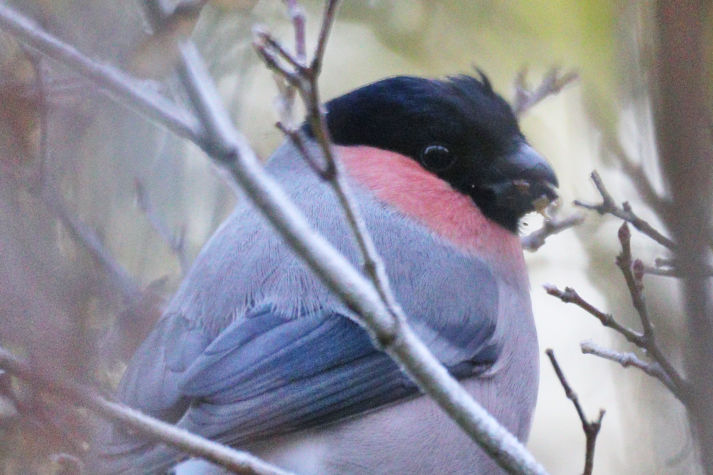 冬鳥等の野鳥観察状況（2020年度冬）ふりかえり
