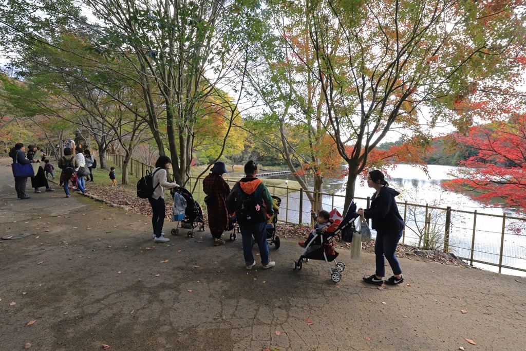 イベント「タンチョウと紅葉」の色づき状況 11/14(更新)