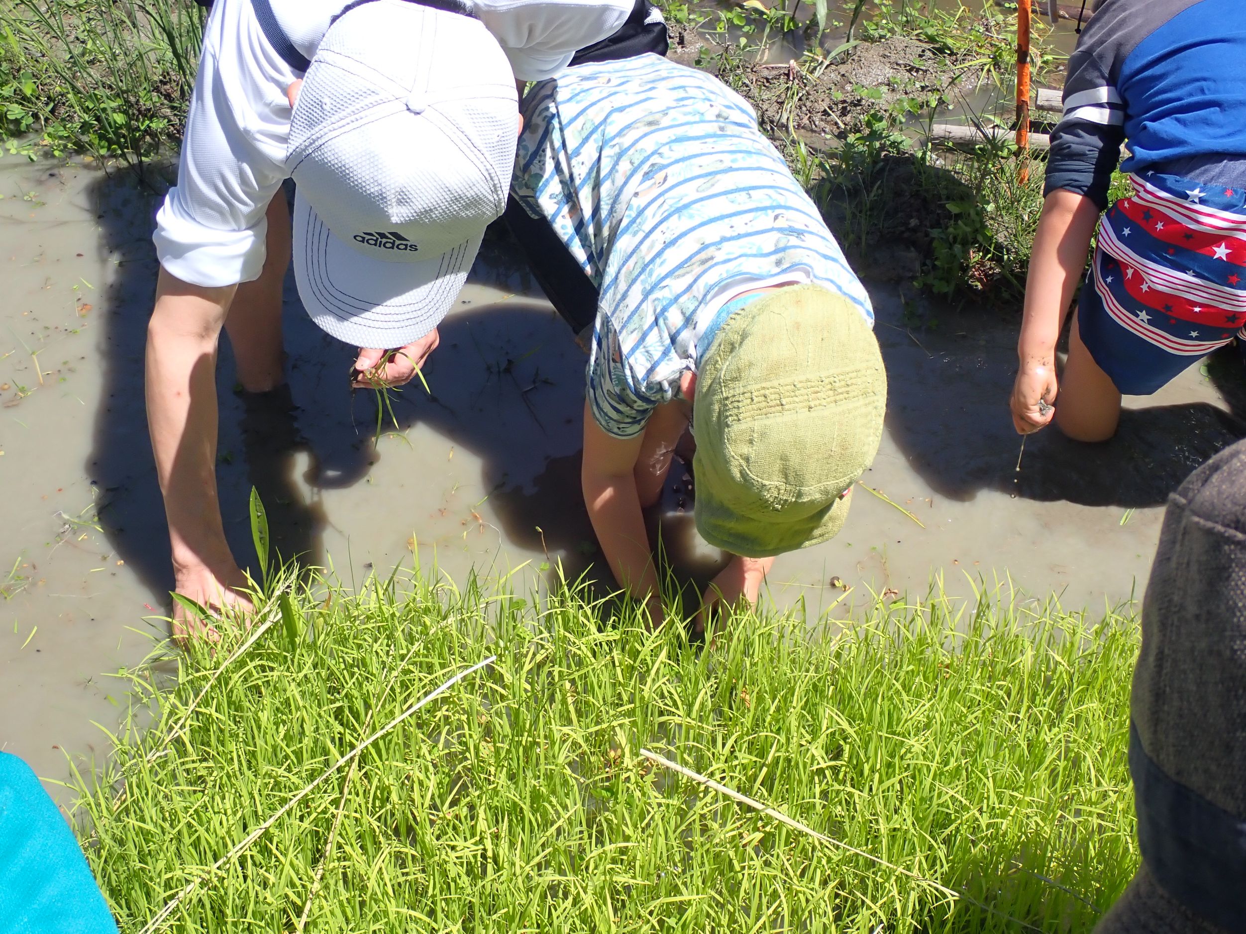 田植えで、どろんこ!