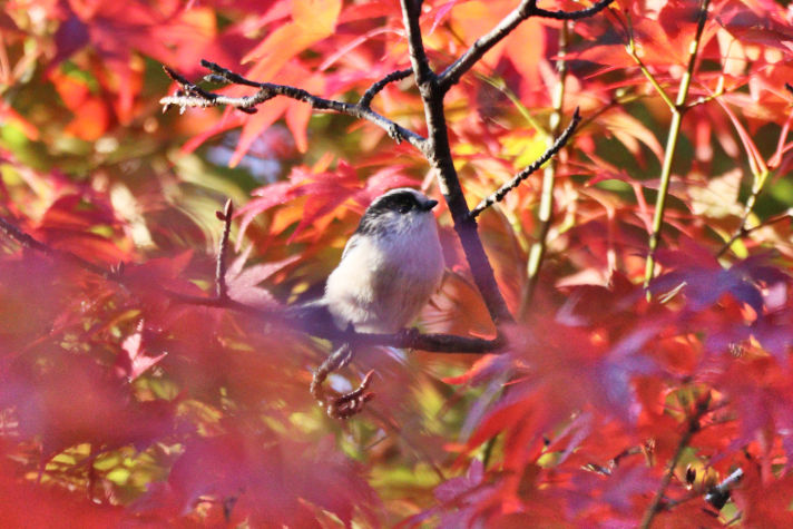 冬鳥等の野鳥観察状況（2020年度冬）ふりかえり