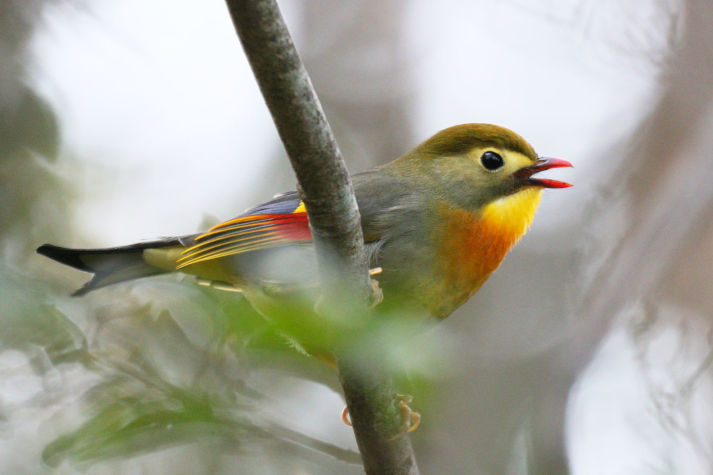 冬鳥等の野鳥観察状況（2020年度冬）ふりかえり