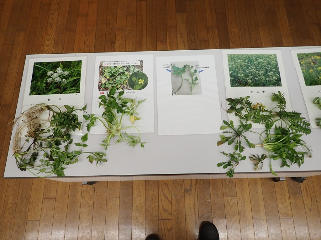 「春の七草」観察＆七草がゆ試食