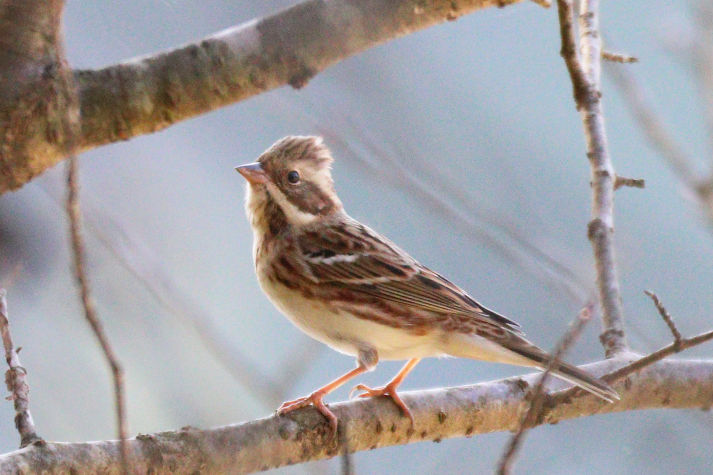 冬鳥等の野鳥観察状況（2020年度冬）ふりかえり