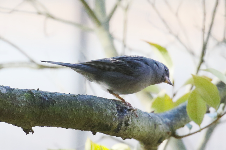 冬鳥等の野鳥観察状況（2020年度冬）ふりかえり