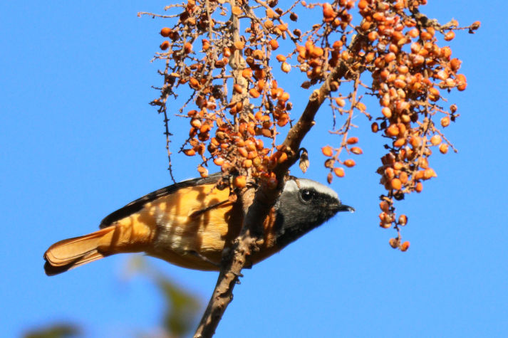 冬鳥等の野鳥観察状況（2020年度冬）ふりかえり