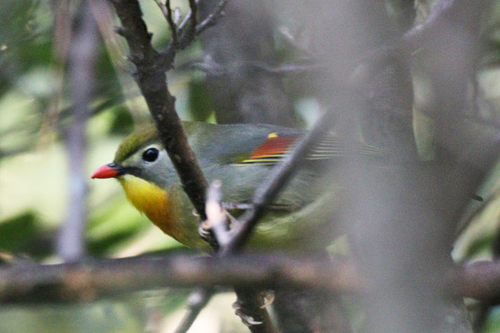 冬鳥等の野鳥観察状況（2020年度冬）ふりかえり