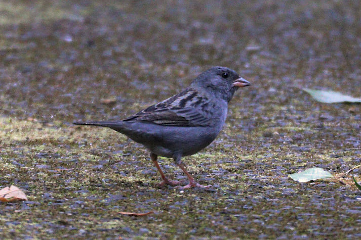 冬鳥等の野鳥観察状況（2020年度冬）ふりかえり