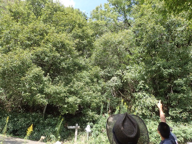 ぶん、ぶん、ハチ追い大作戦!やりました