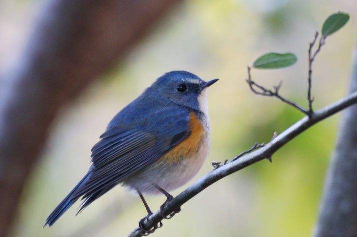 冬鳥等の野鳥観察状況（2020年度冬）ふりかえり