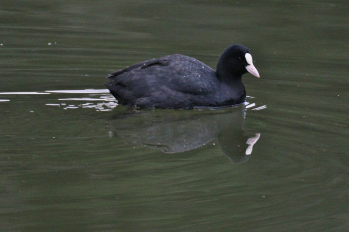 冬鳥等の野鳥観察状況（2020年度冬）ふりかえり