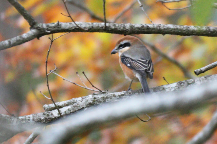 冬鳥等の野鳥観察状況（2020年度冬）ふりかえり