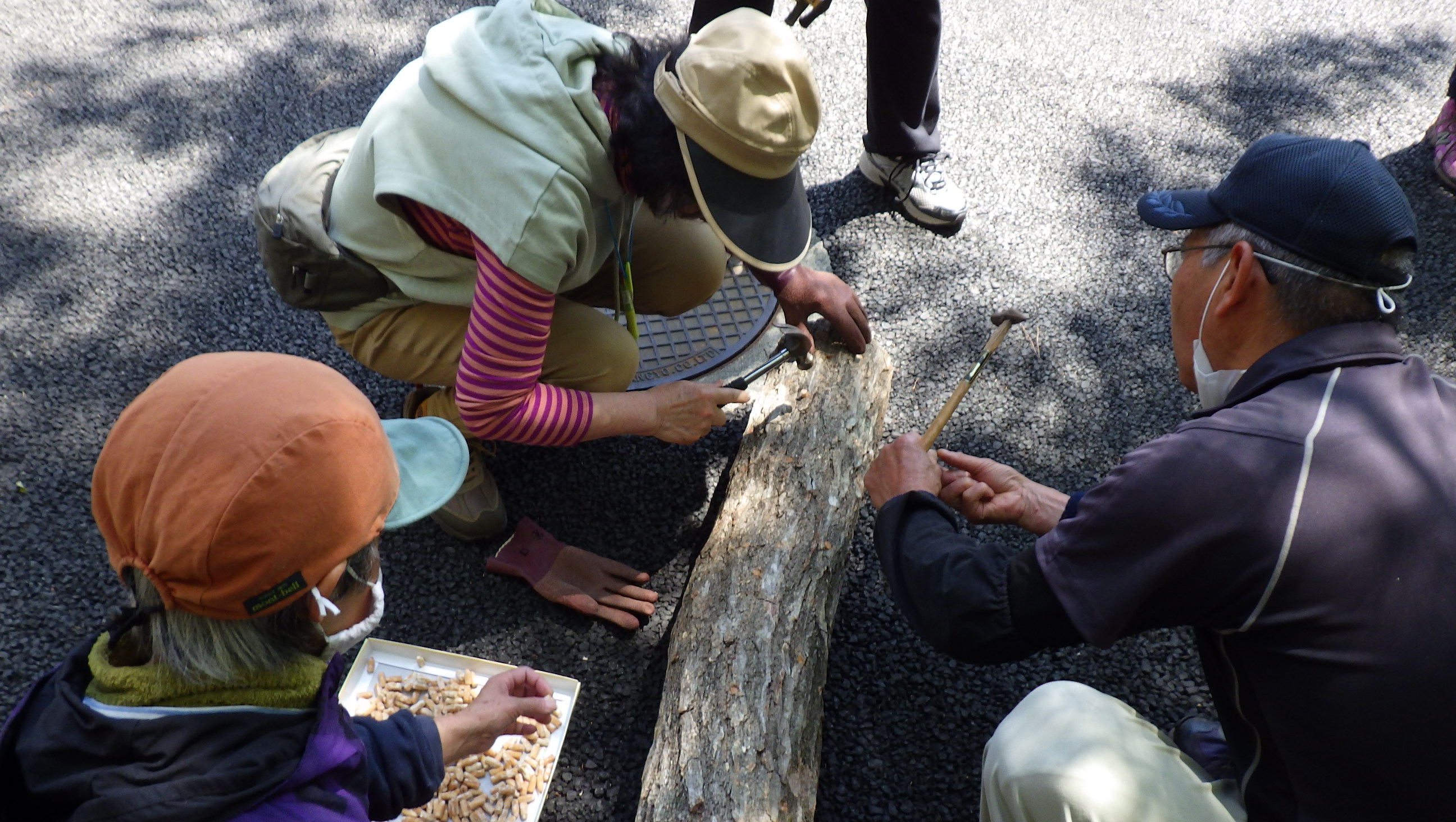 はんみょうクラブ×岡山きのこ研究会～きのこの植菌作業～