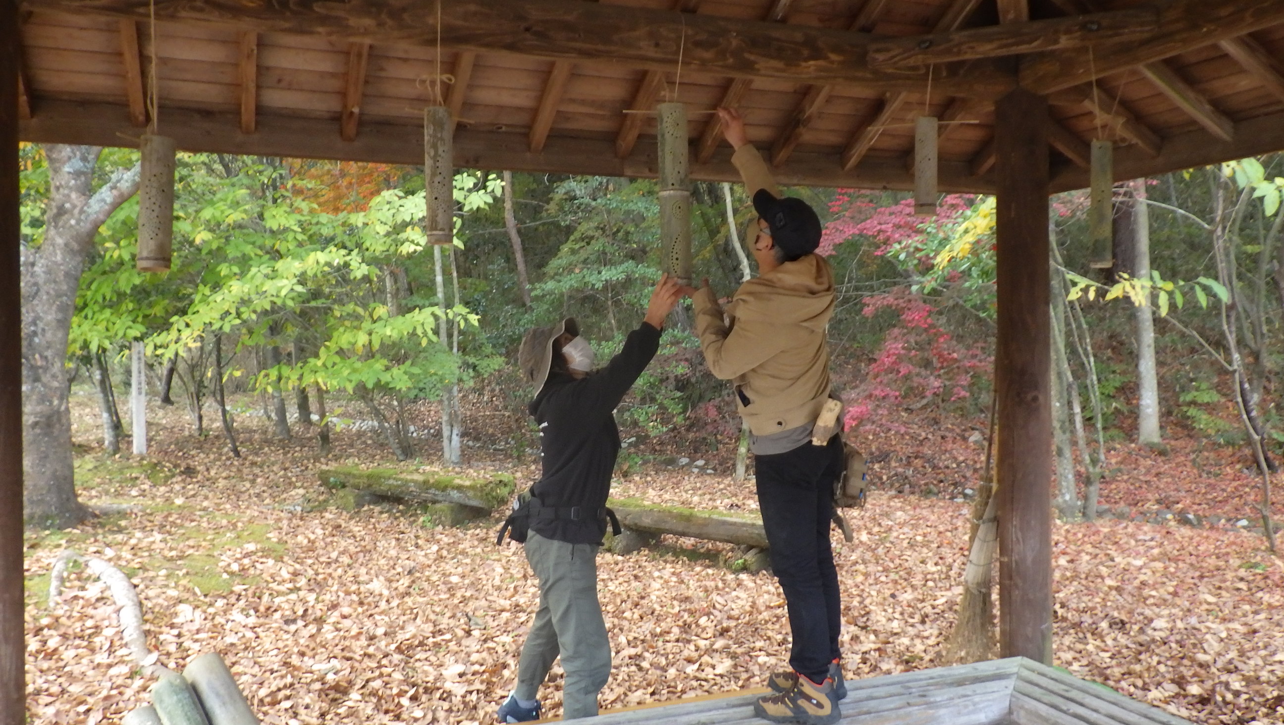 紅葉ライトアップ！