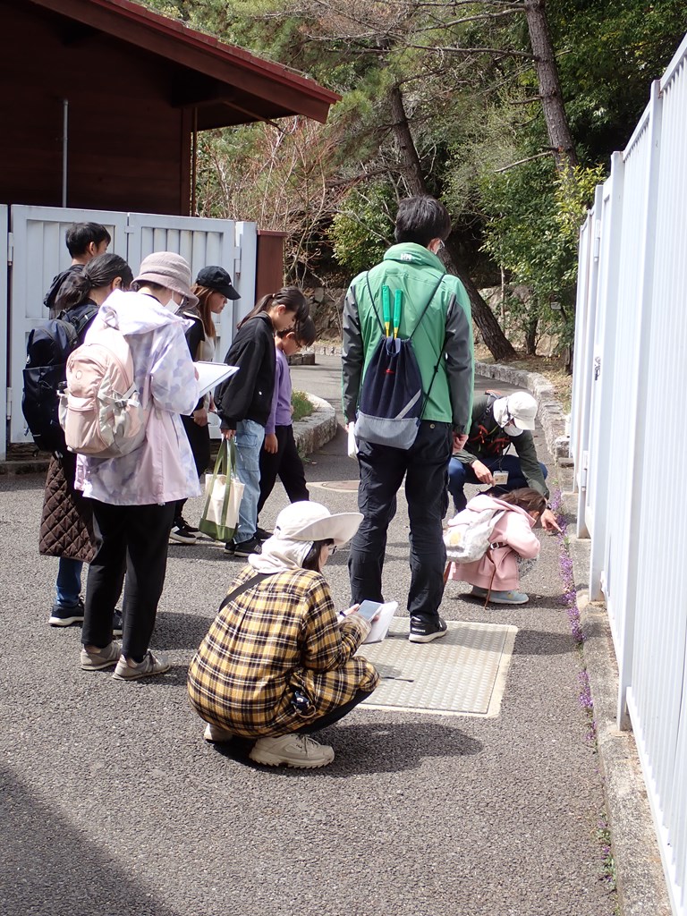 春の草花ウォーキング