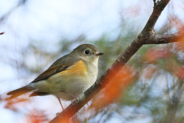 冬鳥等の野鳥観察状況（2020年度冬）ふりかえり