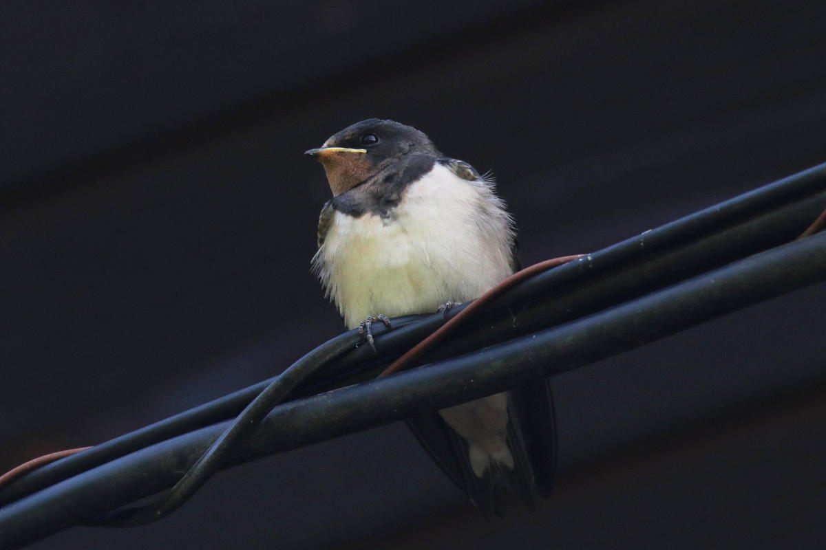 野鳥の巣立ちの季節