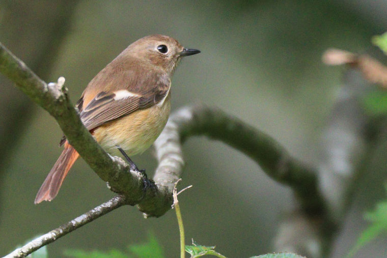 冬鳥等の野鳥観察状況（2020年度冬）ふりかえり
