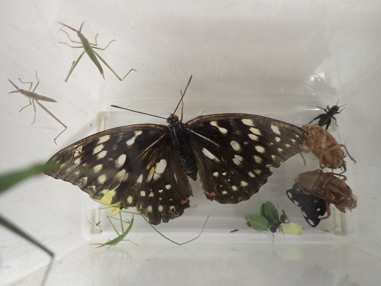 虫活しようぜ!食草・食樹から昆虫さがし