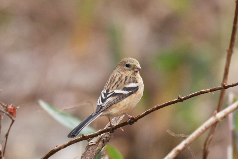冬鳥等の野鳥観察状況(2020年度冬)ふりかえり