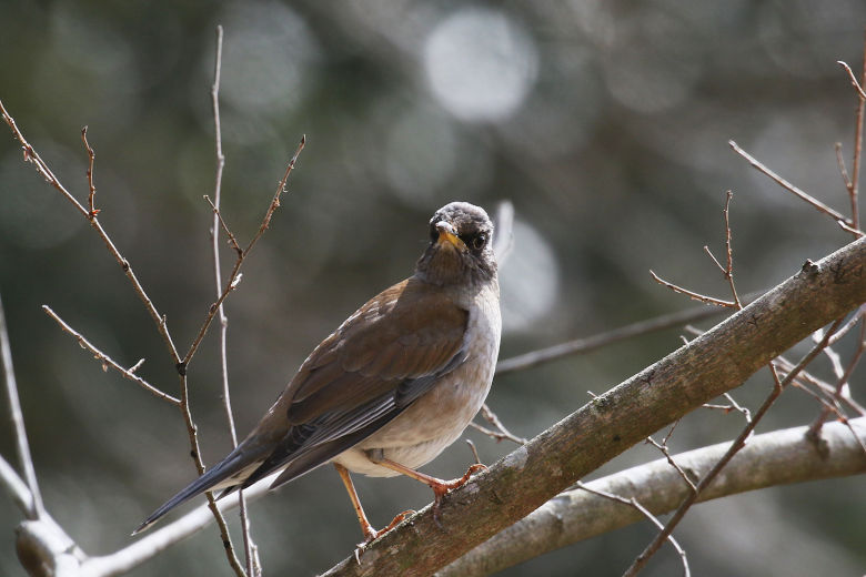 冬鳥等の野鳥観察状況（2020年度冬）ふりかえり