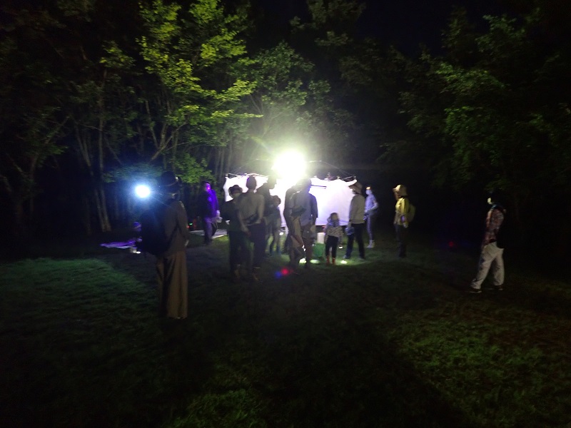 ライトに集まる夏の虫観察会