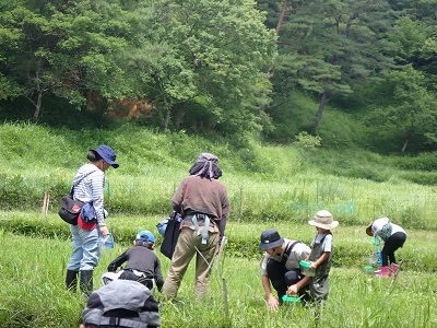 カエル観察会