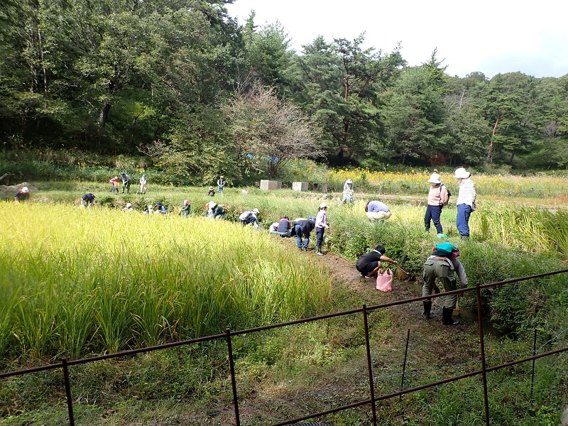 もちろん鎌で稲刈りだ!をやりました。