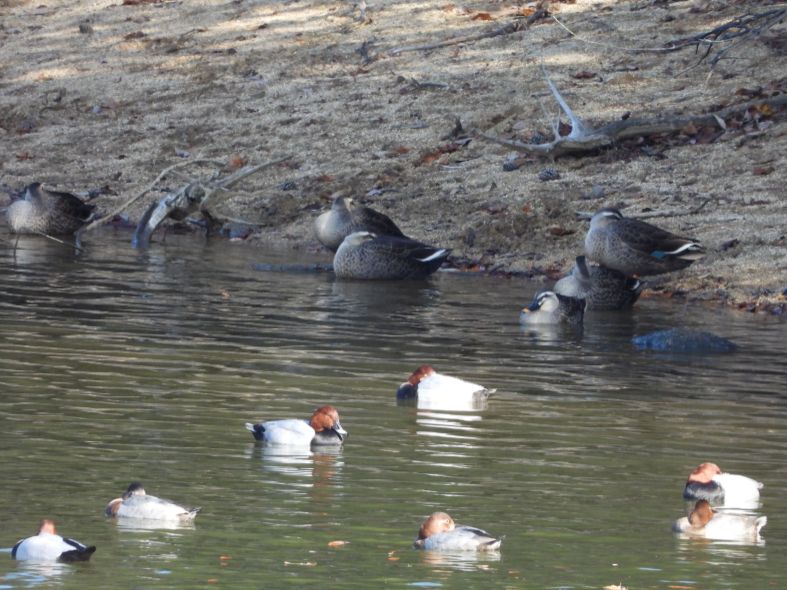 「池のまわりの野鳥」観察会を行いました!