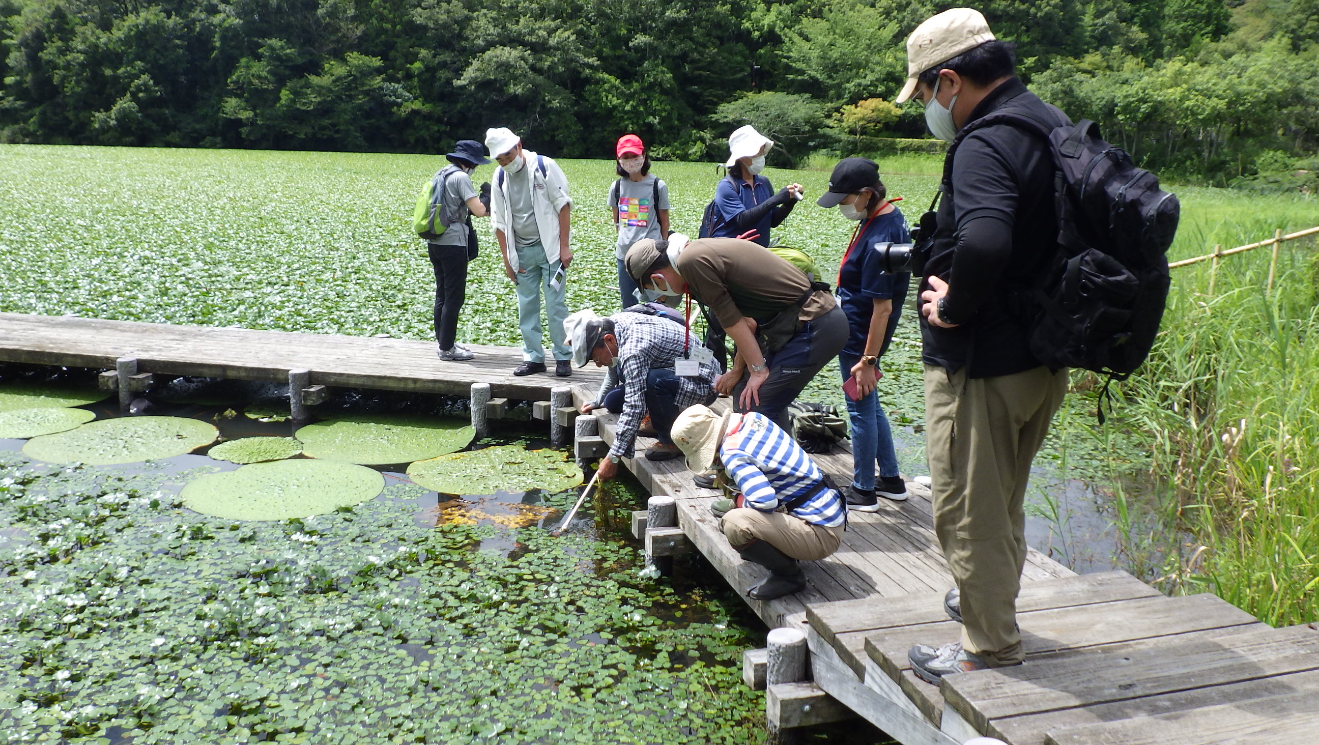 教授が教えるサギソウと湿原の草花
