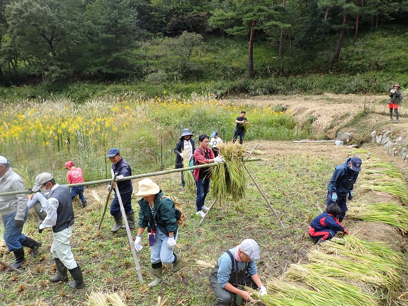 もちろん鎌で稲刈りだ!をやりました。