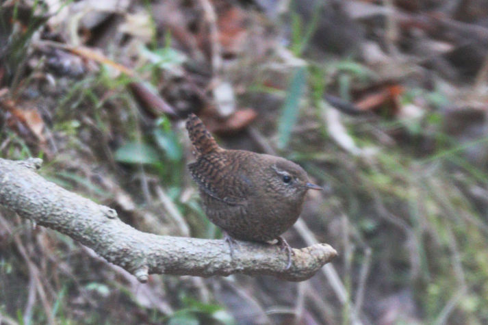 冬鳥等の野鳥観察状況（2020年度冬）ふりかえり