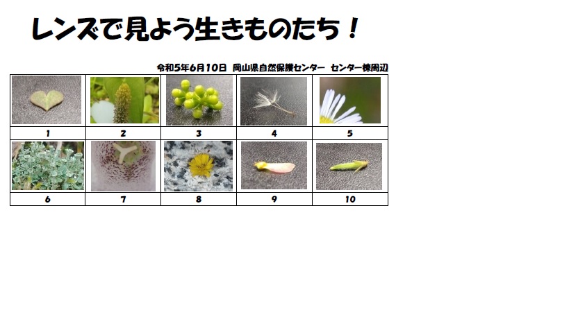 「レンズで見よう生きものたち!」実施しました