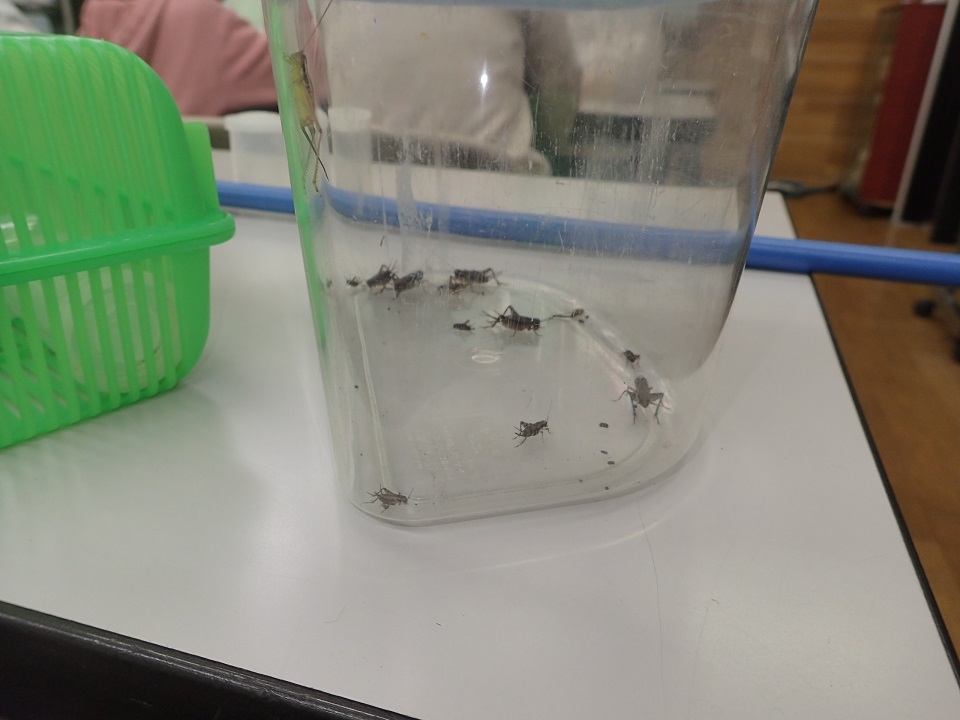 秋の鳴き虫観察会やりました