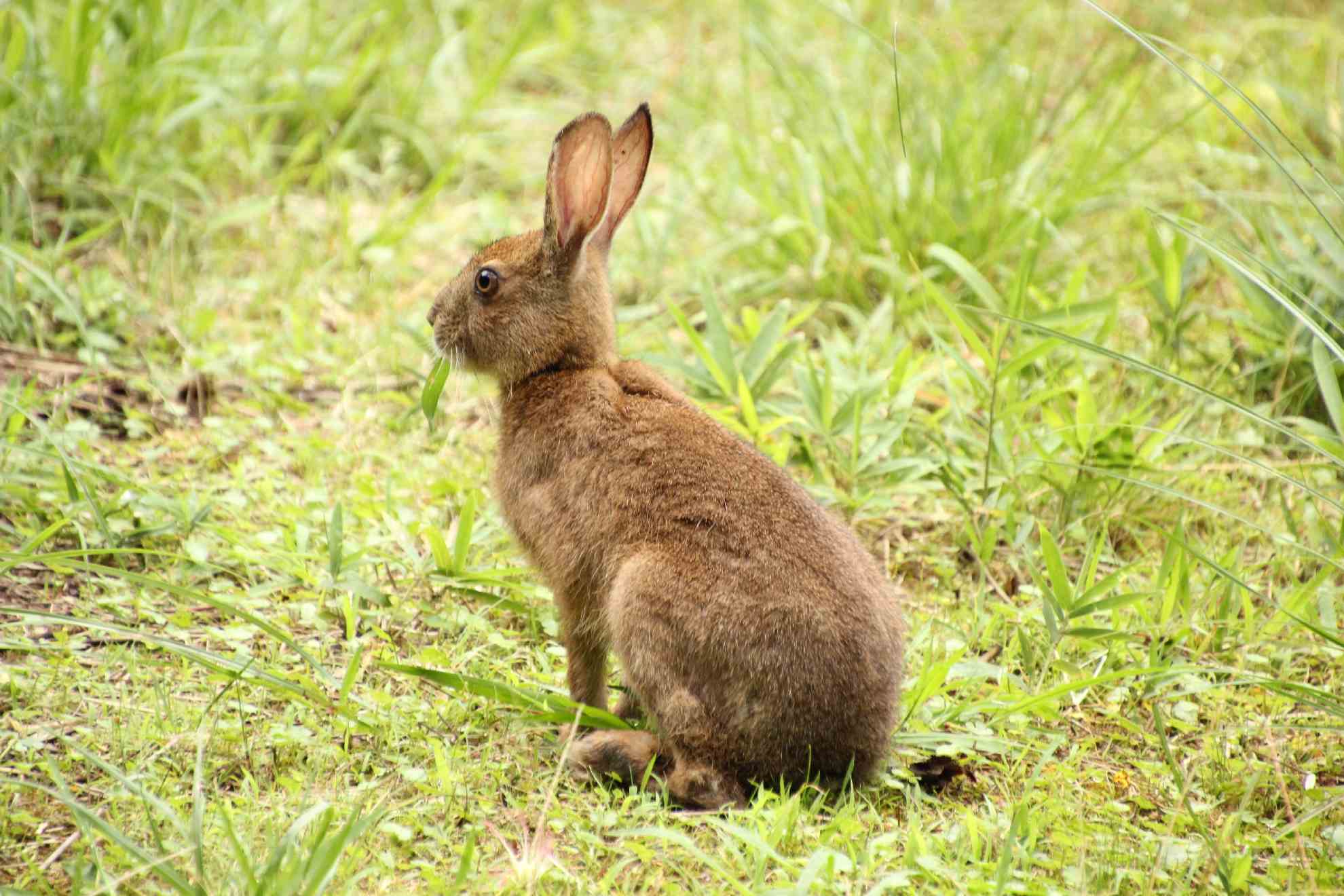 池を見て佇むウサギ
