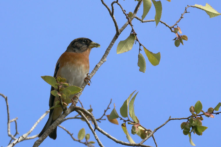 冬鳥等の野鳥観察状況（2020年度冬）ふりかえり