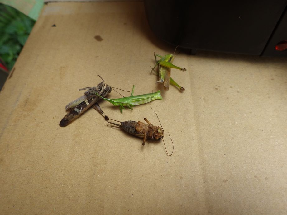 昆虫食、みんなで食べれば怖くない（バッタ編）