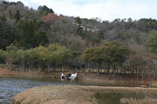 新春タンチョウ散策の様子です