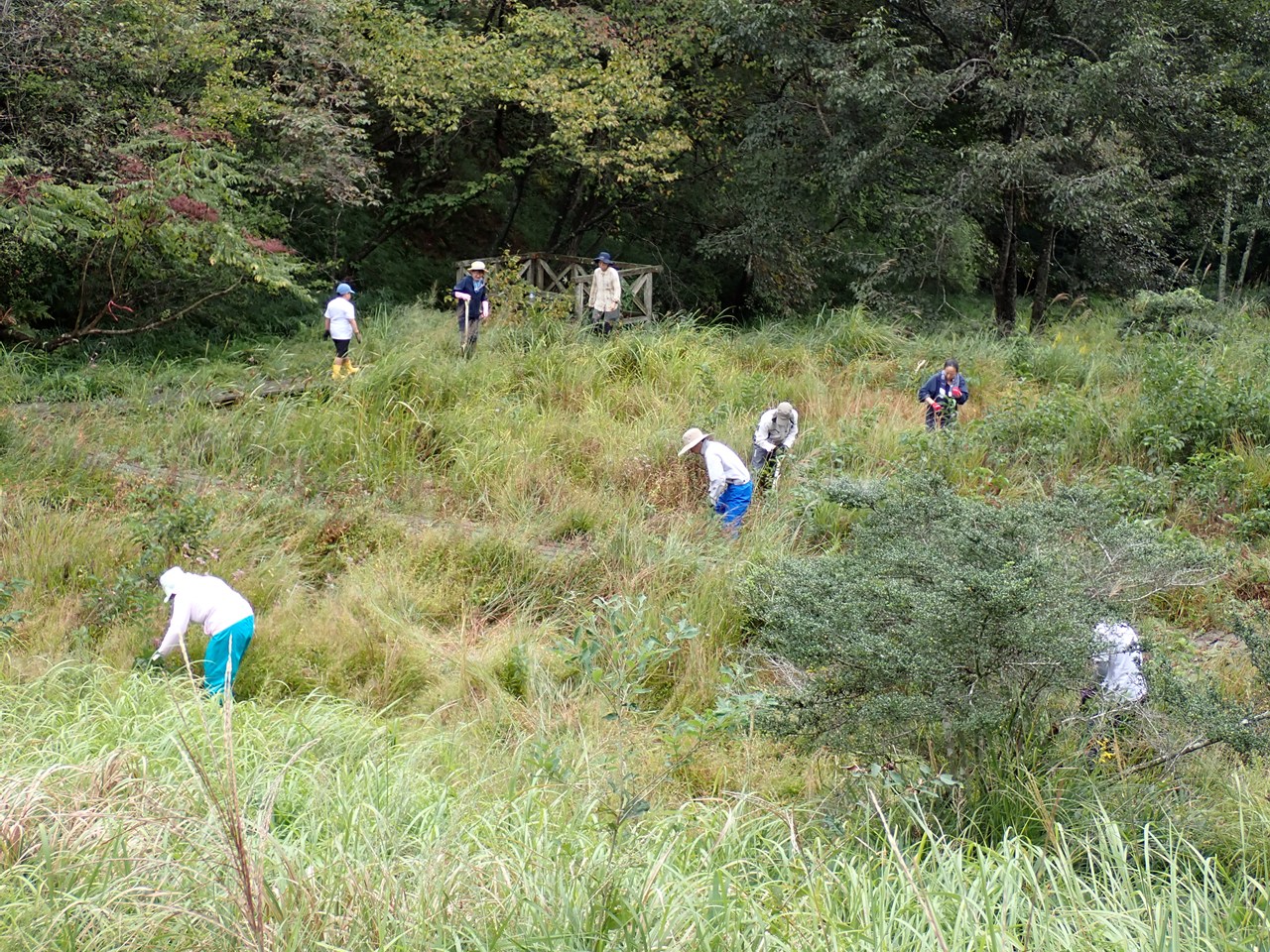 湿原の草取りを行いました！